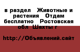 в раздел : Животные и растения » Отдам бесплатно . Ростовская обл.,Шахты г.